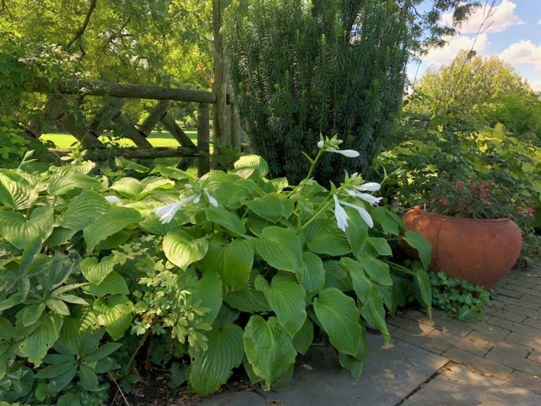 Hosta plantaginea setting 3 IMG 5417