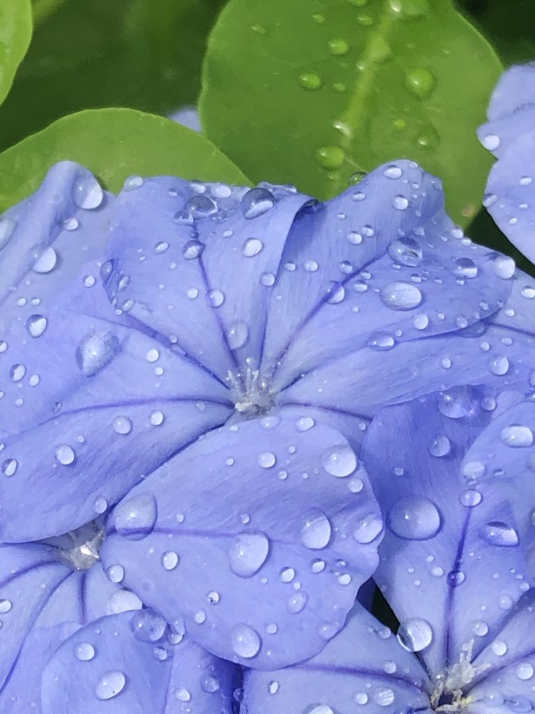 Plumbago auriculata 09 21 20 close up IMG 6021