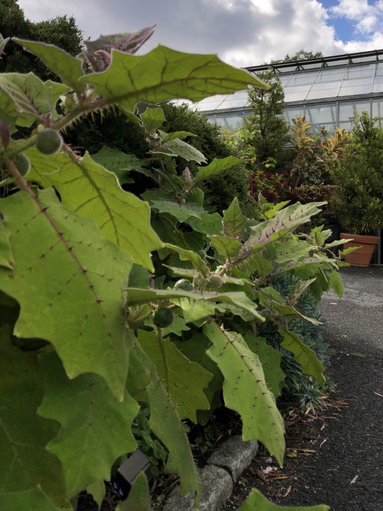 Solanum quitoense setting 2 09 30 20