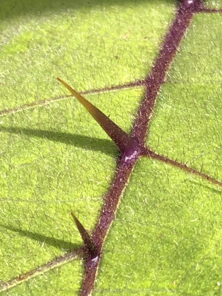 Solanum quitoense leaf close up 09 30 20