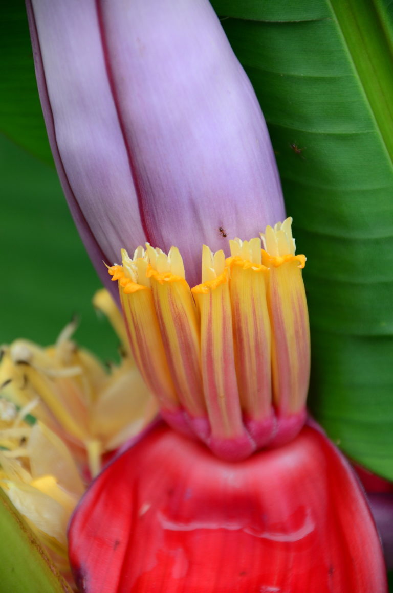 ITGN sep 2021 blooming banana JES 6480