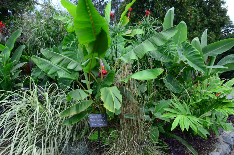 ITGN sep 2021 blooming banana plant JES 6495 1