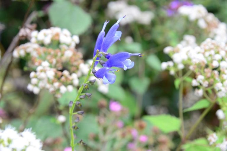 ITGN Oct 2021 Salvia caccaliifolia