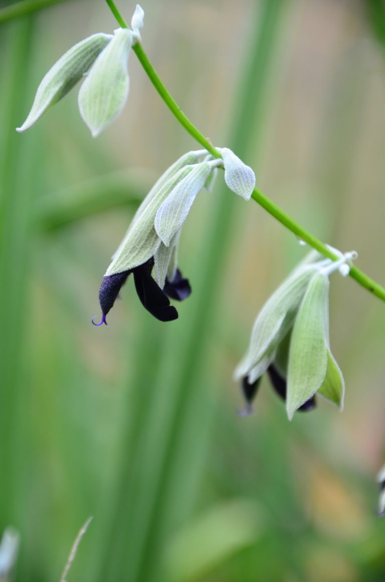 ITGN Oct 2021 Salvia discolor vertical