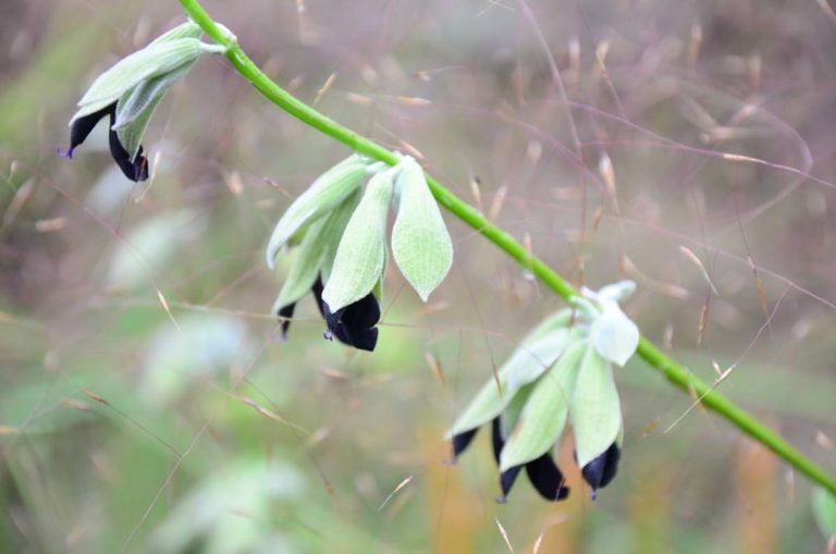 ITGN Oct 2021 Salvia discolor