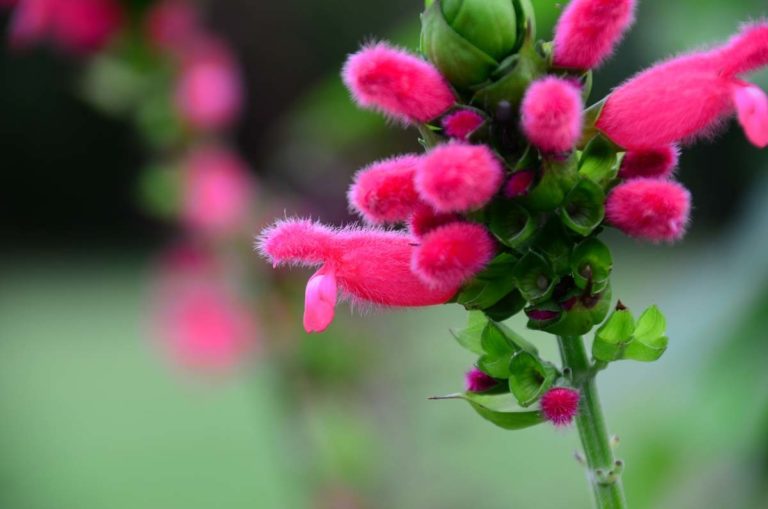 ITGN Oct 2021 Salvia oxyphora