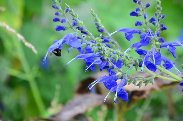 ITGN Oct 2021 Salvia sagittata