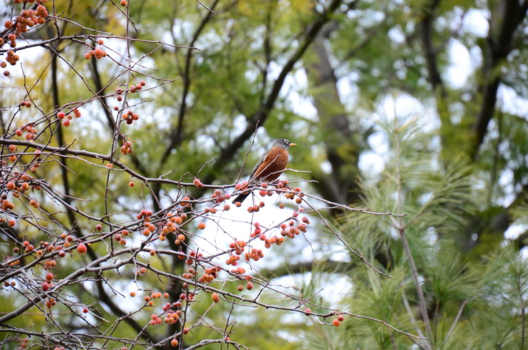 Winter robin and berries