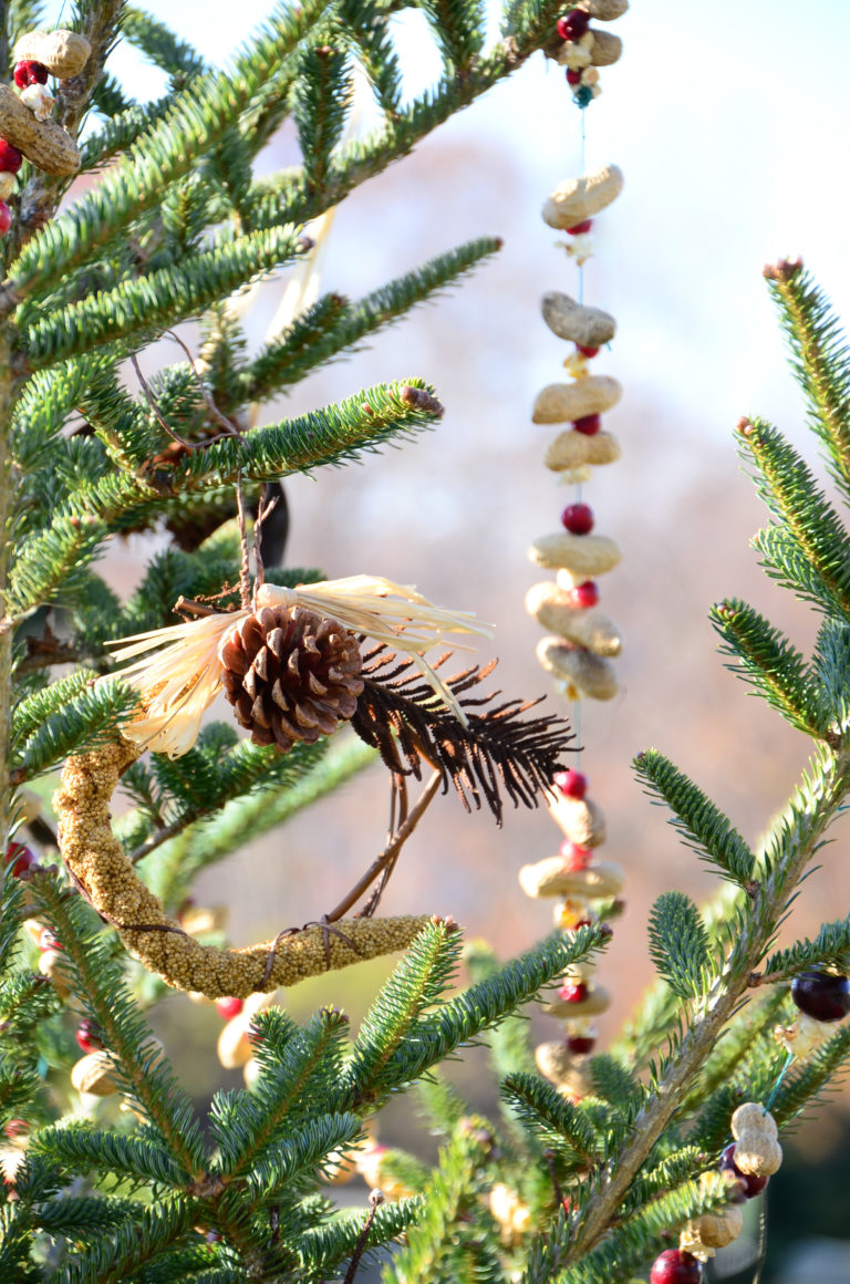 Bird food decoration