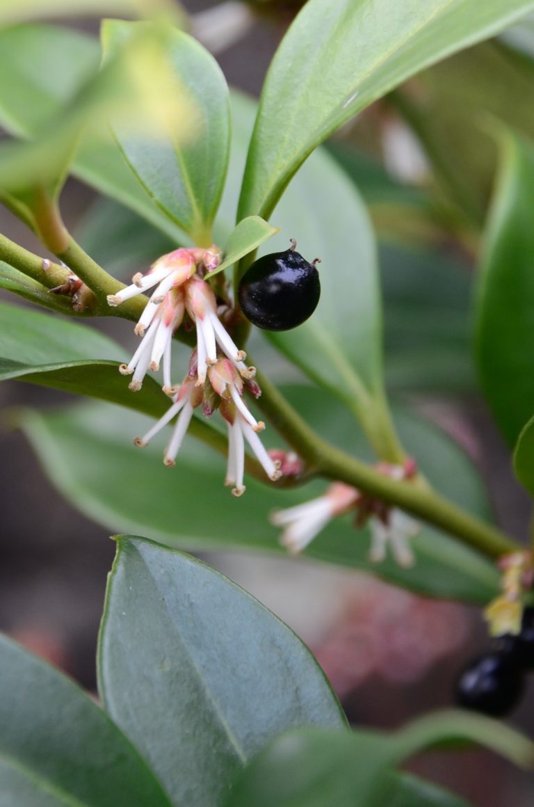 Sarcococca orientalis 1 Dec 2021