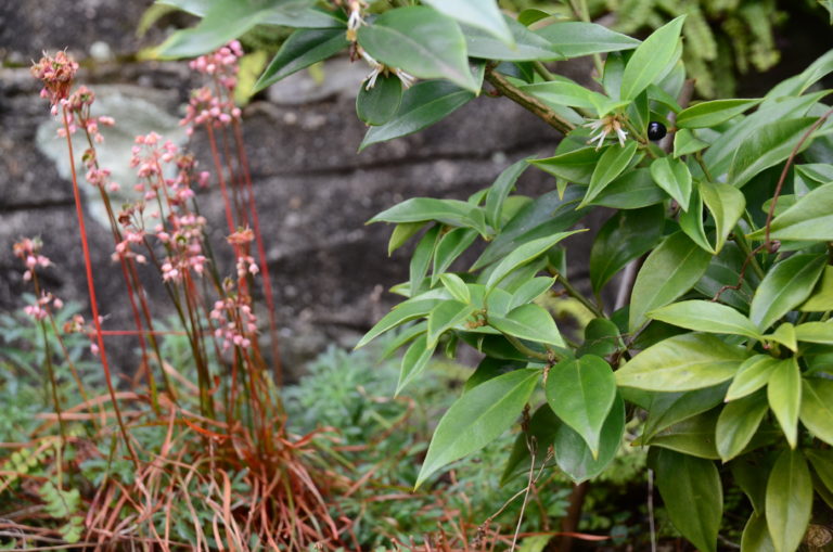 Sarcococca orientalis 2 Dec 2021