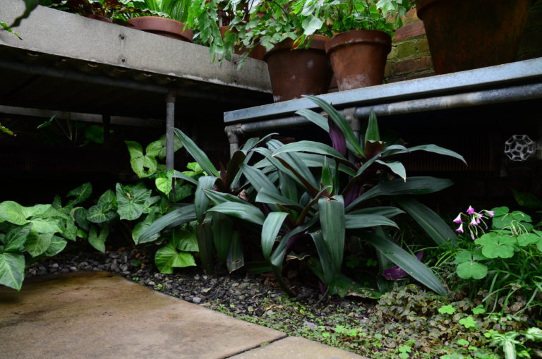 Tropical under bench pic 2