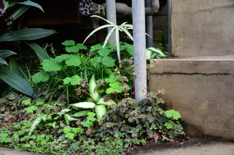 Tropical under bench pic 3