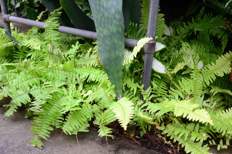 Tropical under bench pic 5