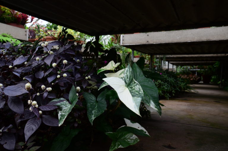 Tropical under bench pic 8