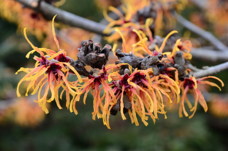 Witch hazel Orange Beauty Mar 2022 1