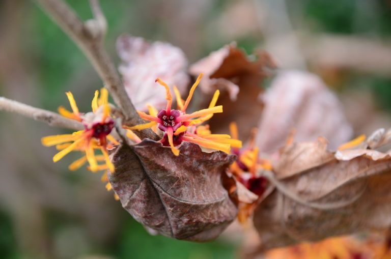 Witch hazel Rochester Mar 2022 pic 3