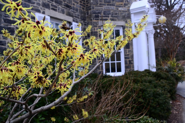 Witch hazel Wave Hill House Mar 2022 pic 6