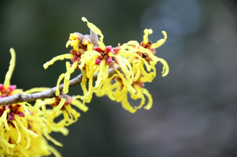 Witch hazel Arnold Promise Mar 2022 pic 7