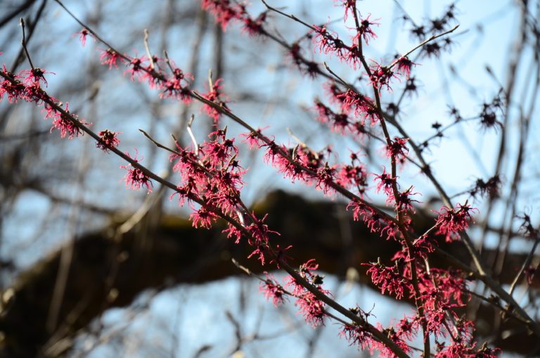 Witch hazel Birgid Mar 2022 pic 9