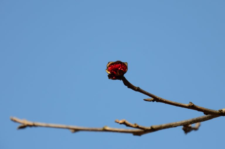 Witch hazel Parrotia Mar 2022 pic 10