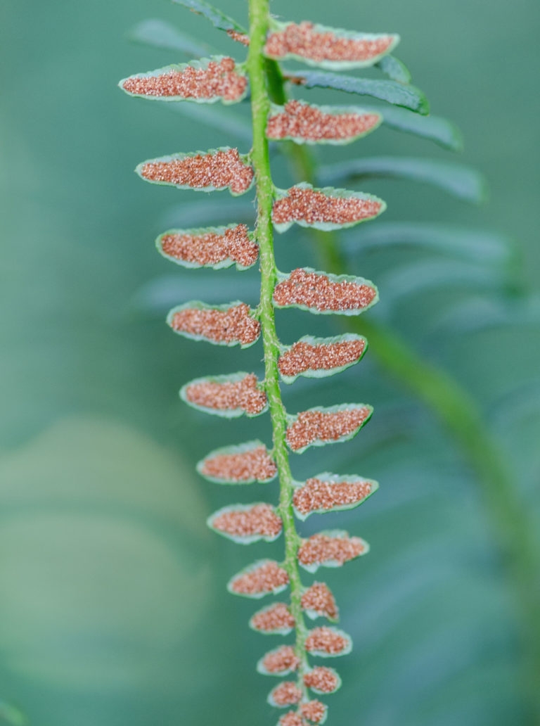 spore formation in fern