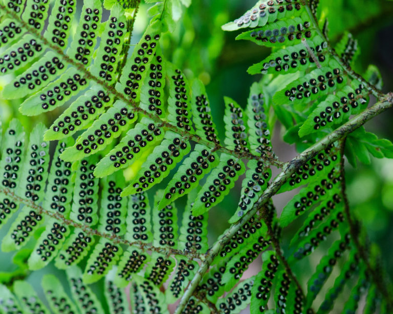 spore formation in fern