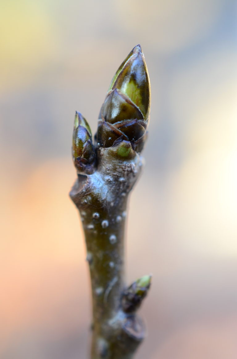 ITGN Budding Beauty pic 4 Feb 2022 Liquidambar styraciflua 1