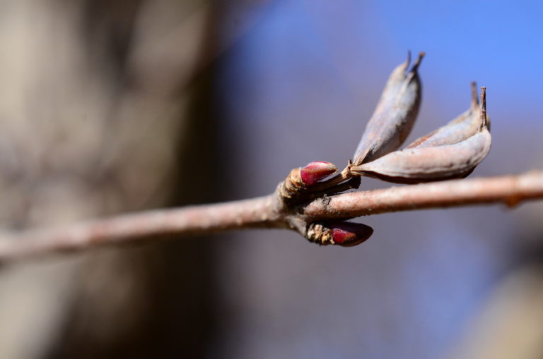 ITGN Budding Beauty pic 6 Feb 2022 JES 5119