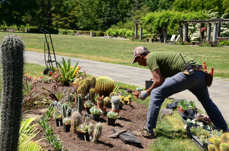 Garden Journal succulents Jun 2023 1