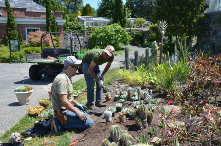 Garden Journal succulents Jun 2023 10