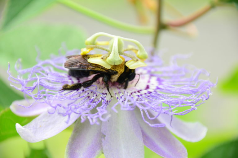 ITGN Pollinators Sep 2023 Pic 3