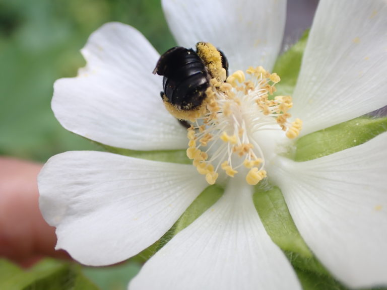 ITGN Pollinators Sep 2023 Pic 5