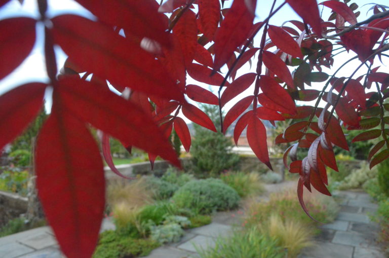 Rhus close up