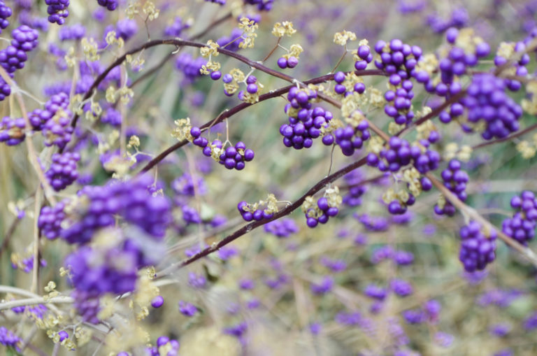 Beautyberry 2