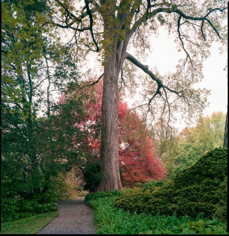 American elm Benjamin Swett