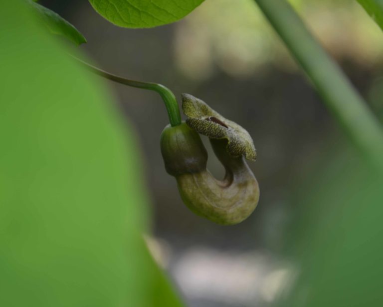 Aristolochia close up