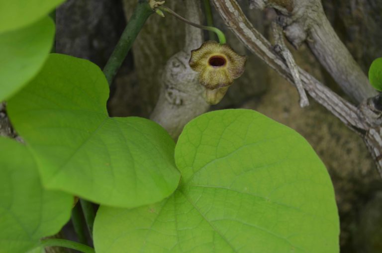 Aristolochia leaves