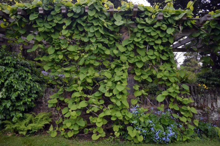 Aristolochia setting