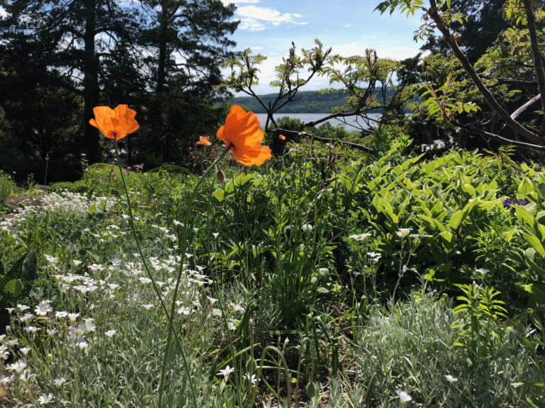 Atlas papaver setting2 May 2020