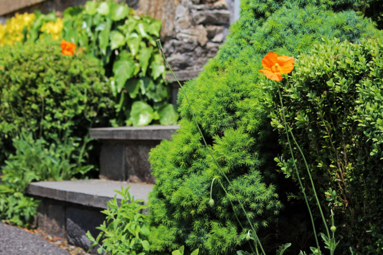 Atlas poppy Herb setting May 2019