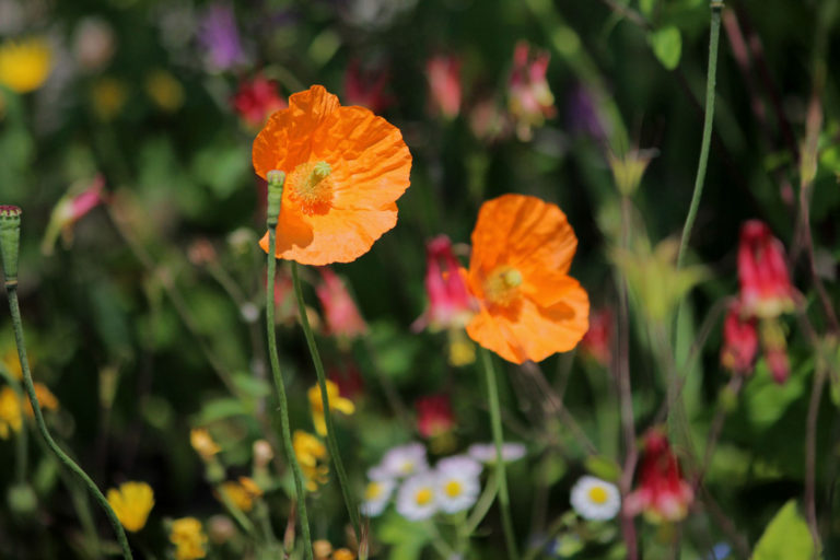 Atlas poppy the plant May 2019