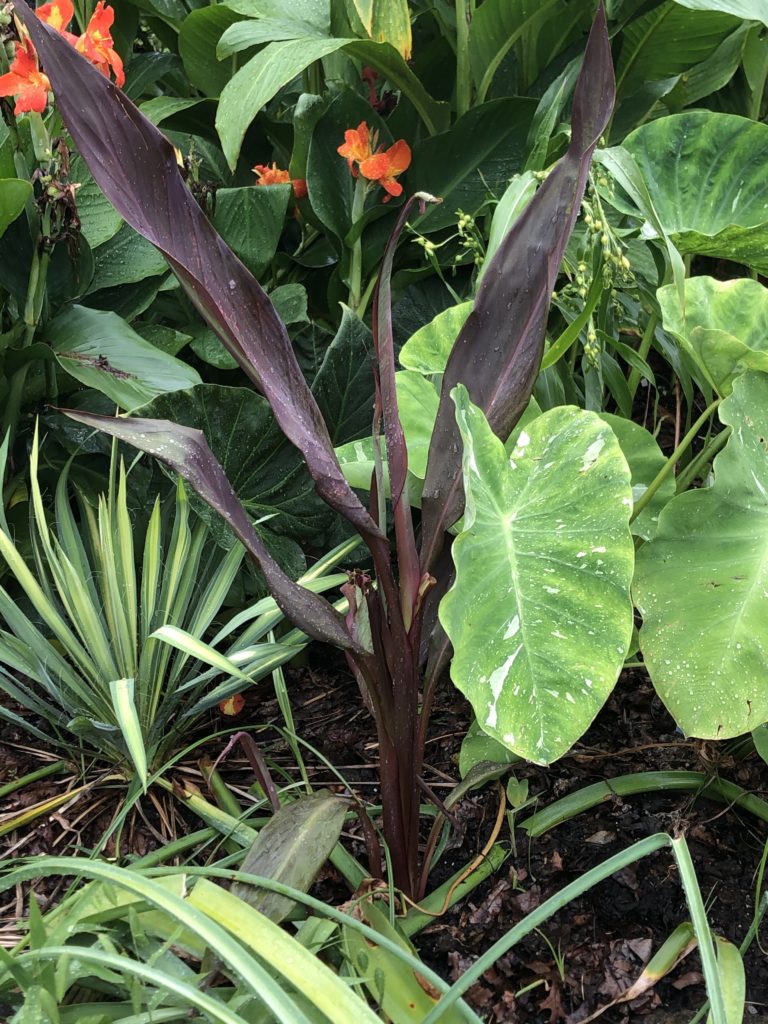 Canna intrigue leaves 08 13 20 IMG 3406