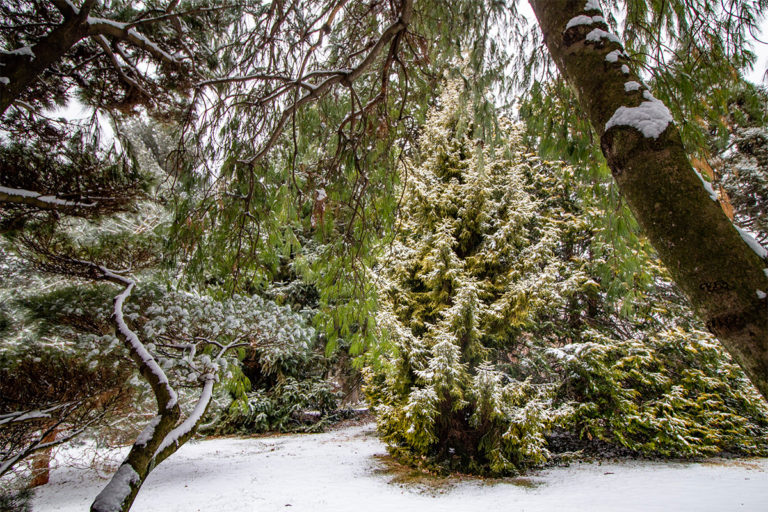 Conifer Slope