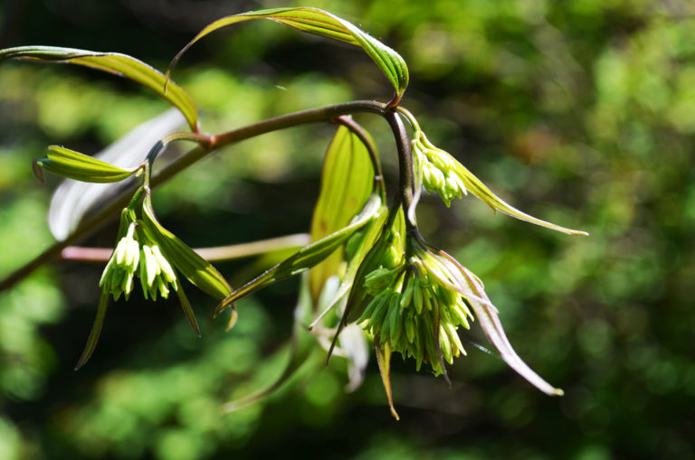 Disporum close up