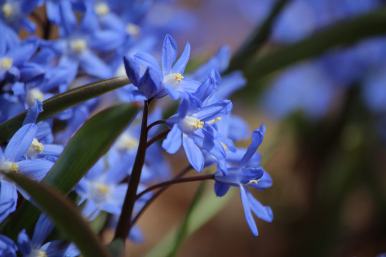 For Puschkinia chionodoxa close up