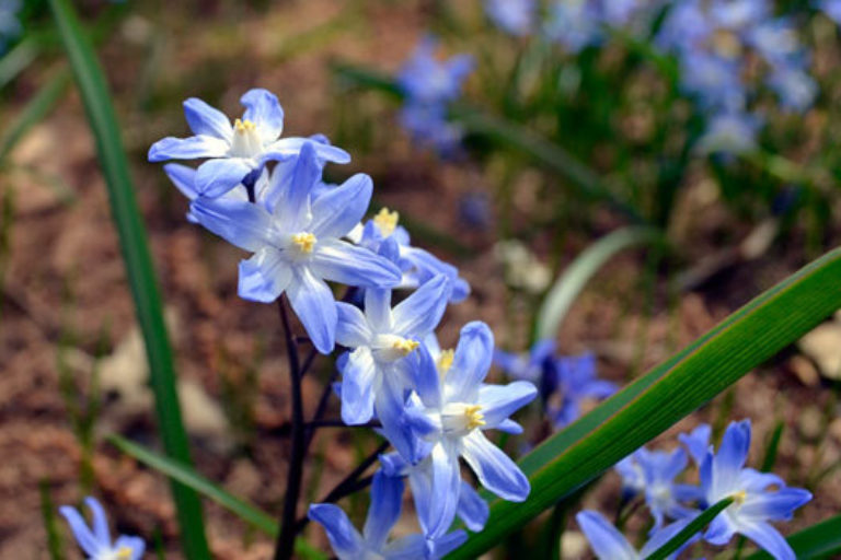 Image of Siberian squill flower with snow