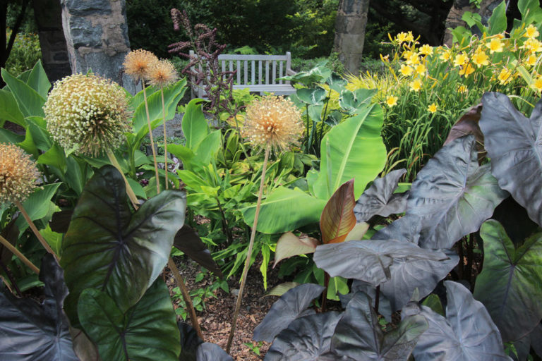 Gardens Aquatic August 2019 close up