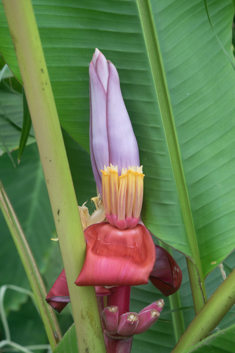 ITGN sep 2021 blooming banana fruit DSC 0075