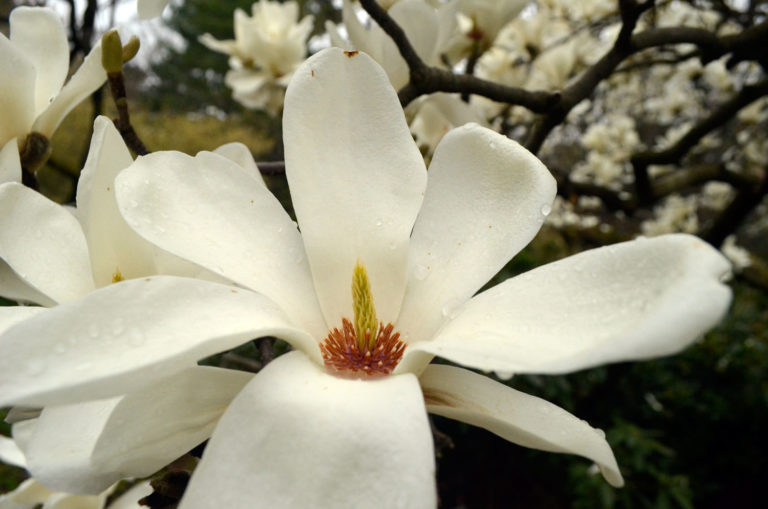 Magnolia denudata close up